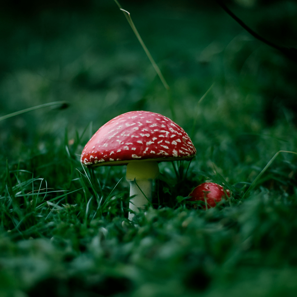 poisonous mushroom